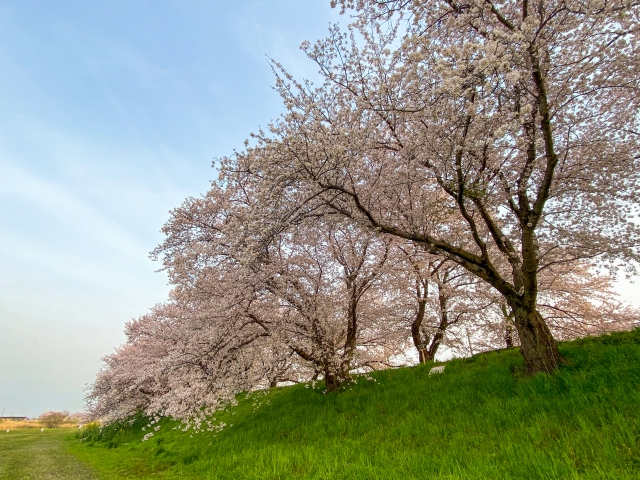 ２０２６年 春の学習会・ランチ会・土浦お花見・霞ヶ浦クルージング参加募集のお知らせ